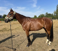 Vente de cheval : jeu de mots 